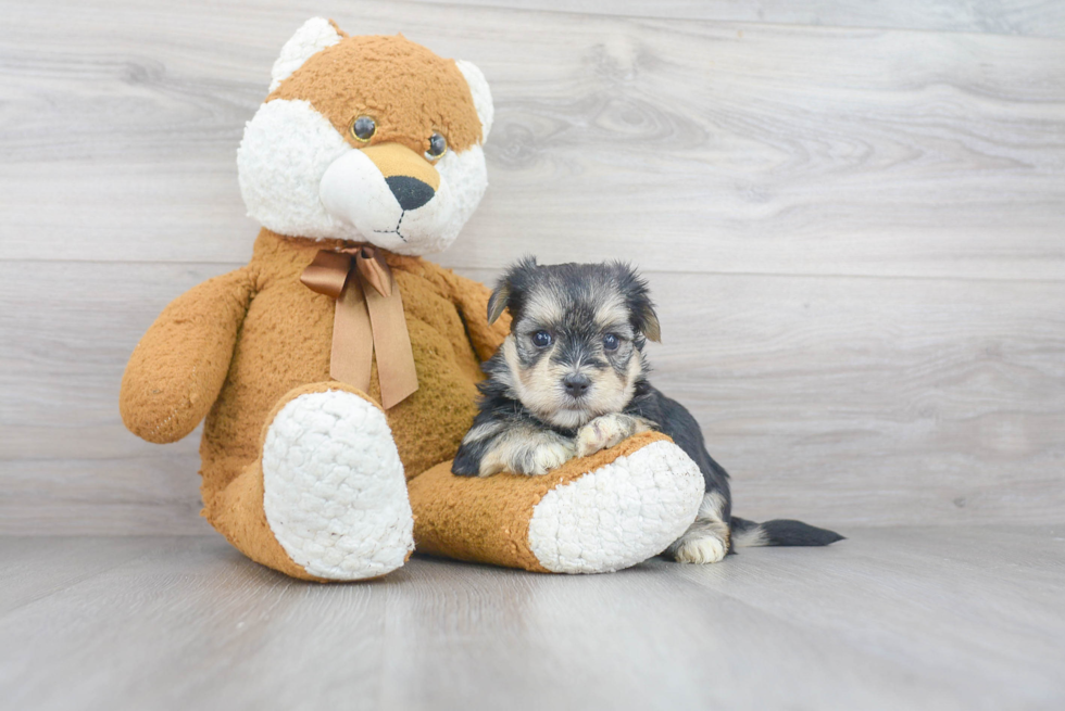Best Morkie Baby