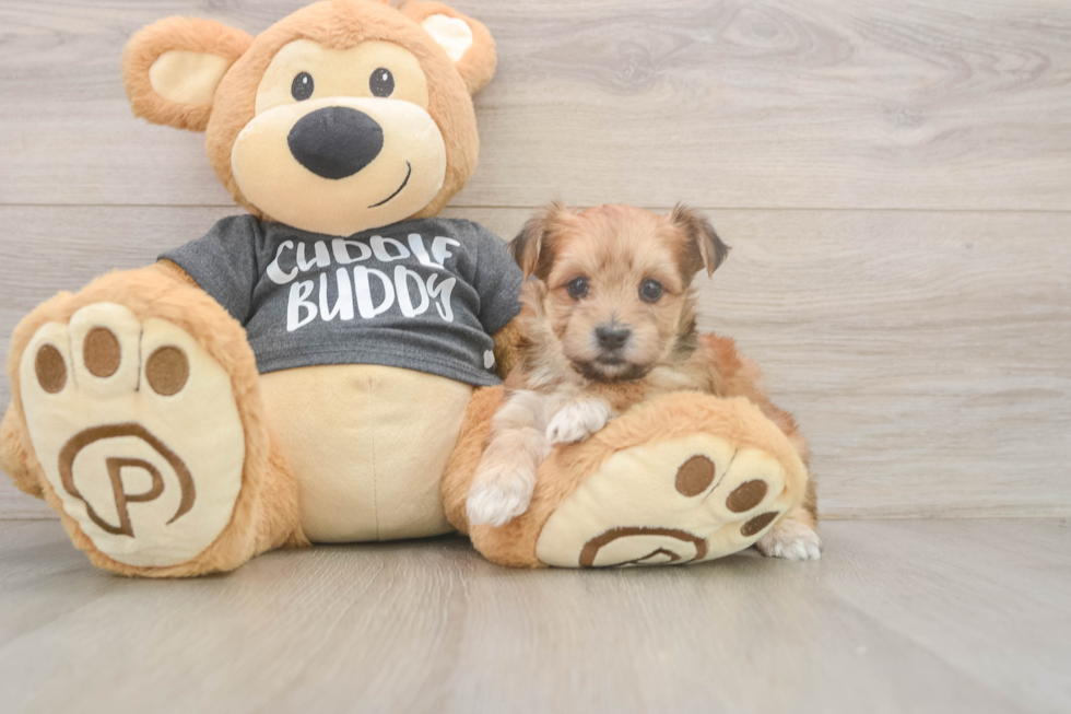 Morkie Puppy for Adoption