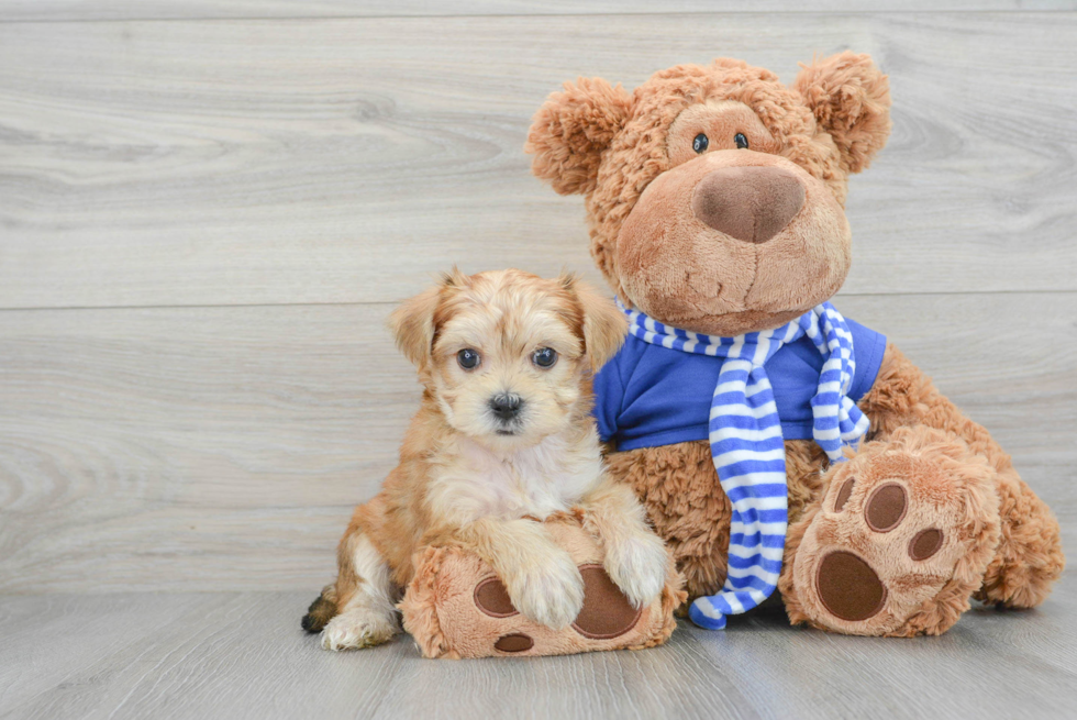 Morkie Pup Being Cute