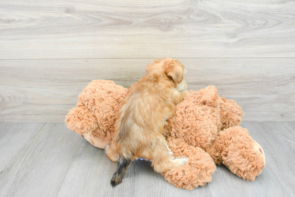 Morkie Puppy for Adoption