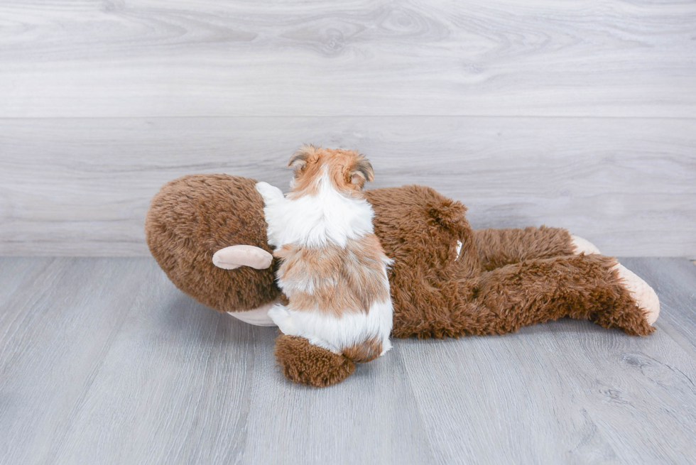 Friendly Morkie Baby