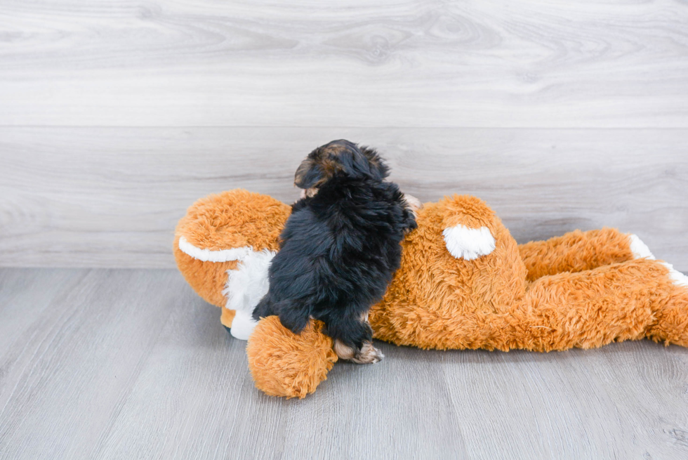 Morkie Pup Being Cute