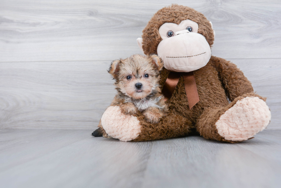 Hypoallergenic Yorkie Designer Puppy