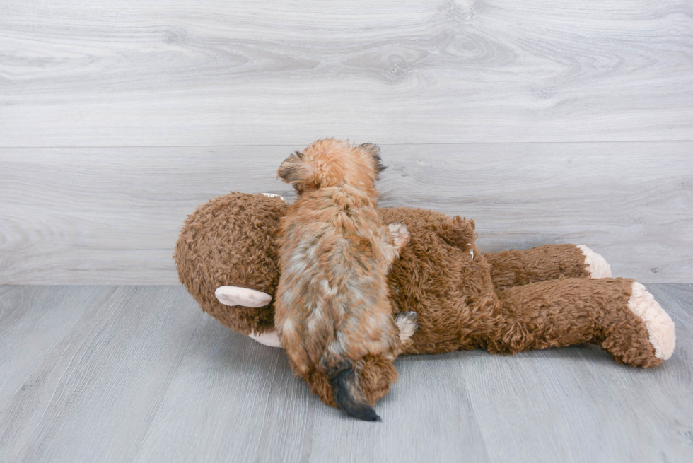 Morkie Pup Being Cute