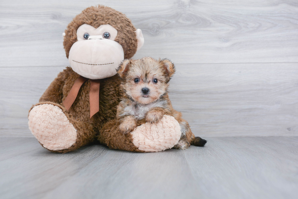 Friendly Morkie Baby