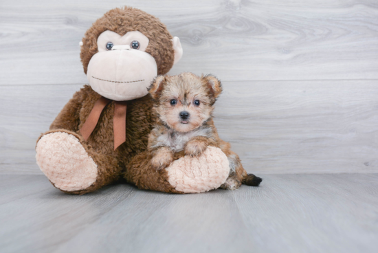 Friendly Morkie Baby