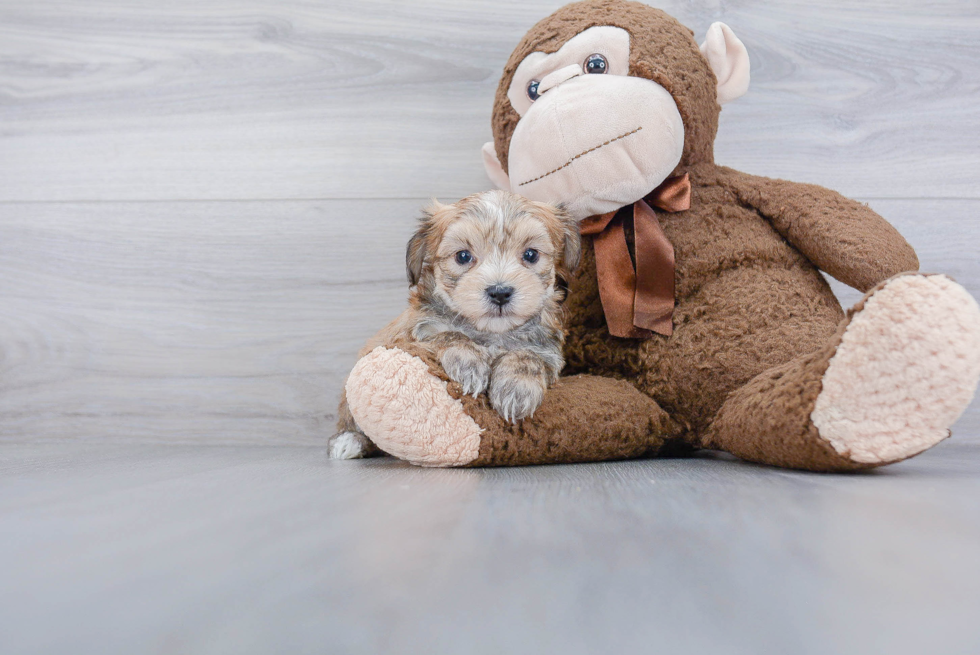 Fluffy Morkie Designer Pup