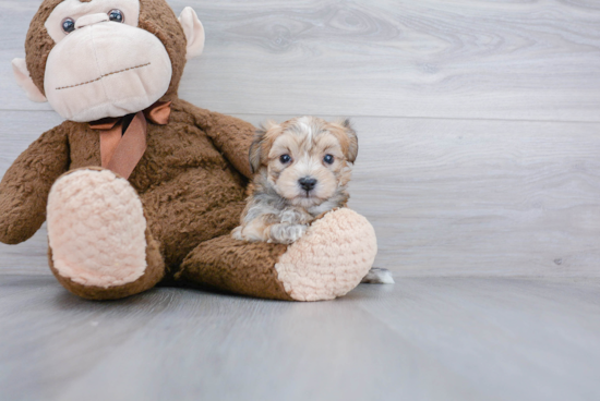 Petite Morkie Designer Pup