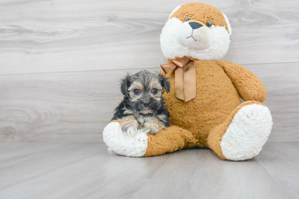 Energetic Yorkie Designer Puppy