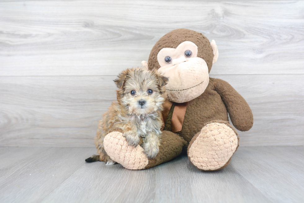 Best Morkie Baby