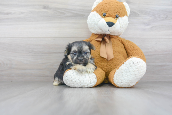 Morkie Puppy for Adoption