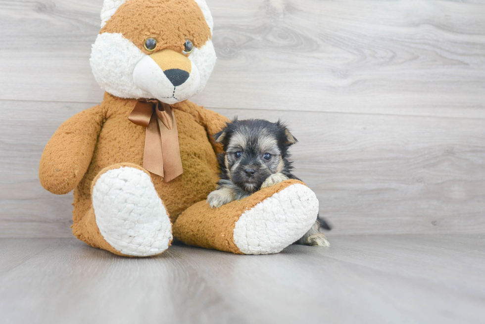 Morkie Pup Being Cute