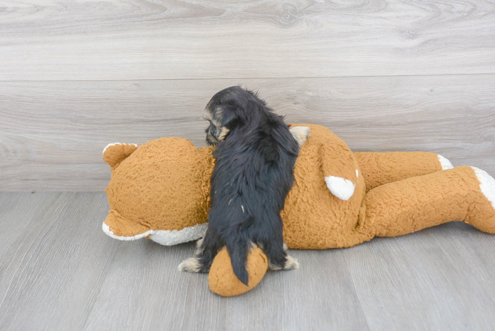 Little Yorkie Designer Puppy