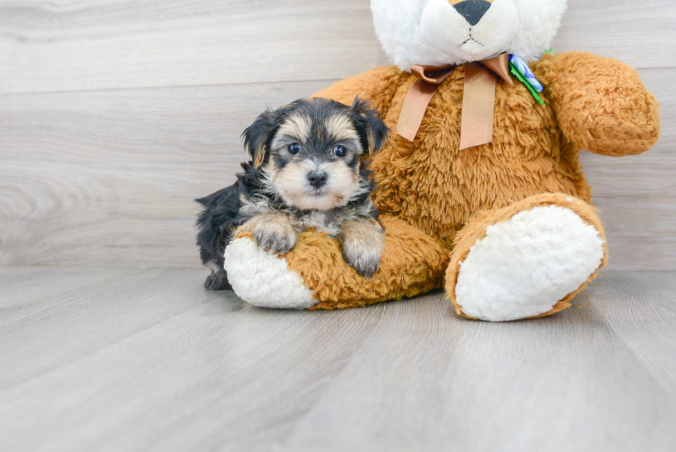 Best Morkie Baby