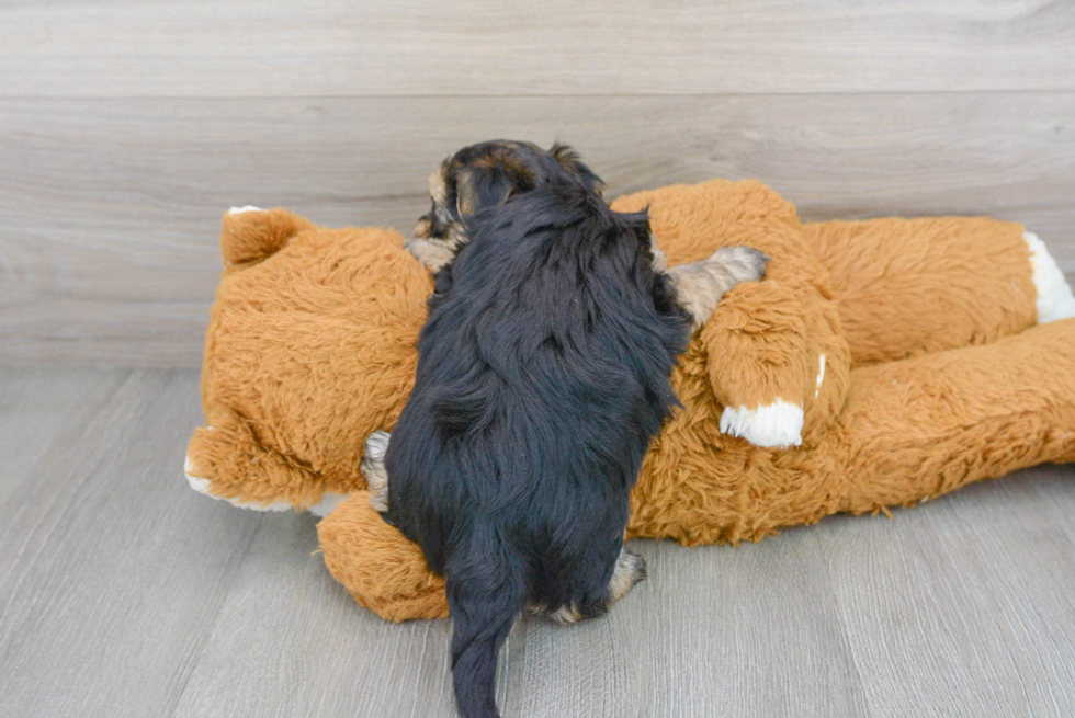 Morkie Pup Being Cute