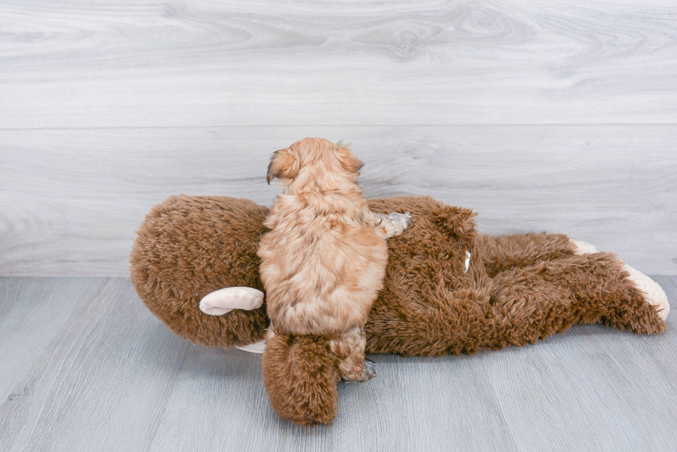 Friendly Morkie Baby