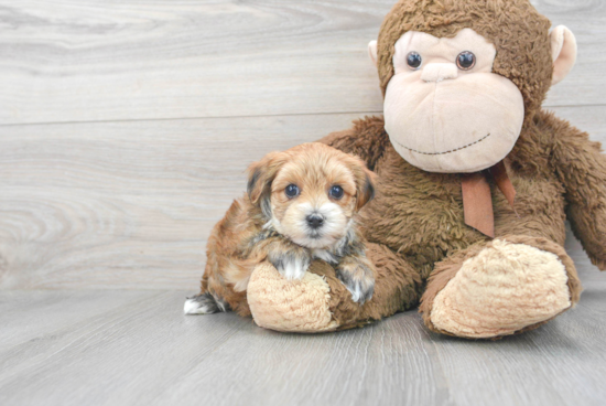 Adorable Yorkie Designer Puppy