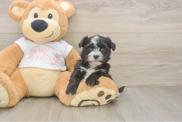 Morkie Pup Being Cute