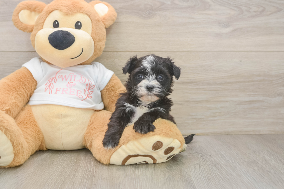 Morkie Pup Being Cute