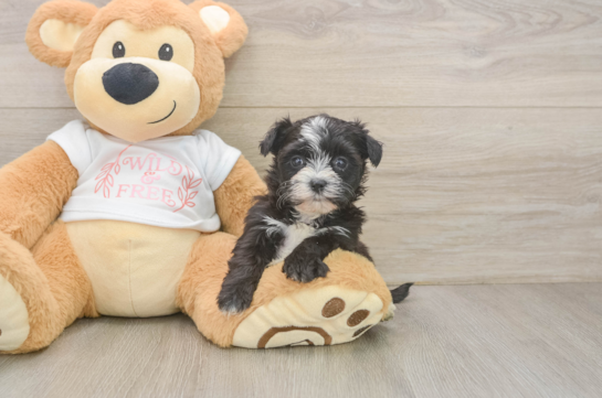 Morkie Pup Being Cute
