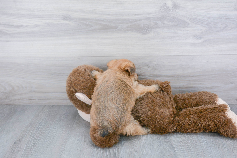 Energetic Yorkie Designer Puppy