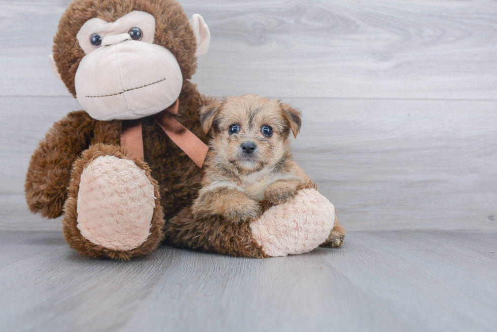 Fluffy Morkie Designer Pup