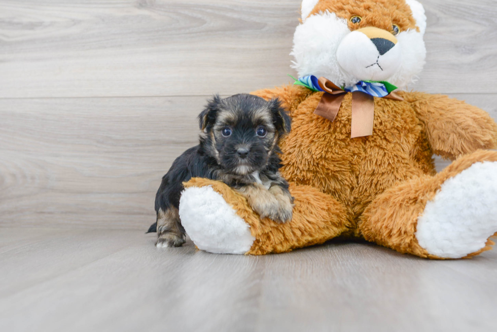 Energetic Yorkie Designer Puppy