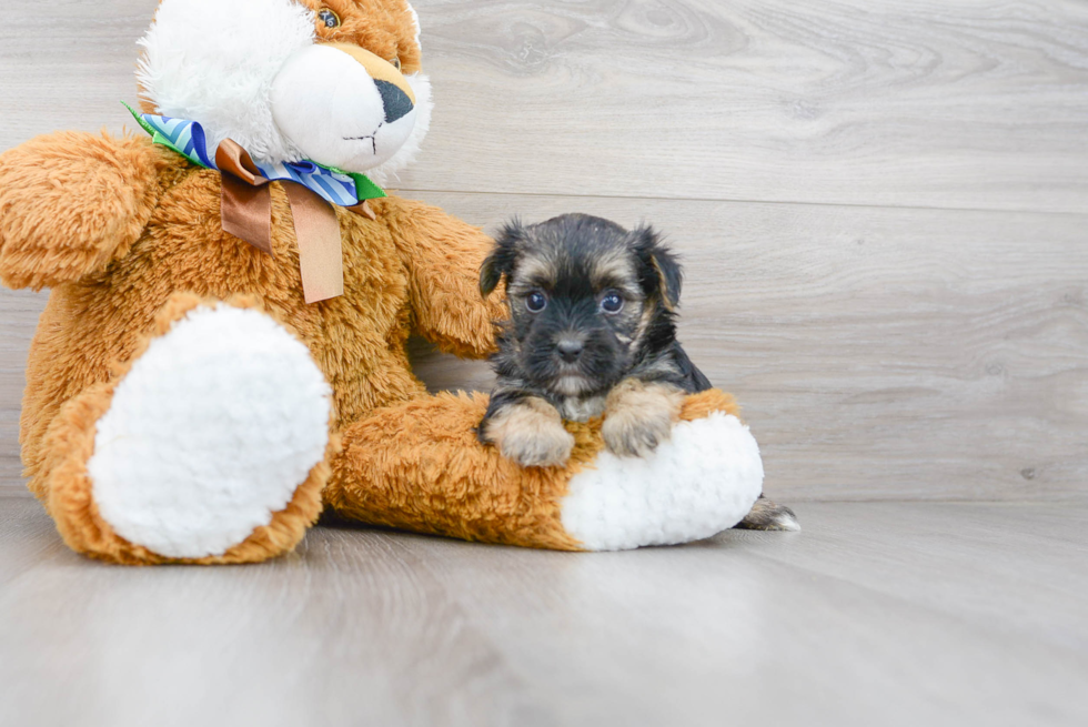 Morkie Puppy for Adoption