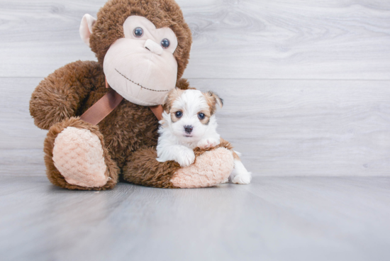 Morkie Puppy for Adoption