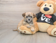 6 week old Morkie Puppy For Sale - Premier Pups