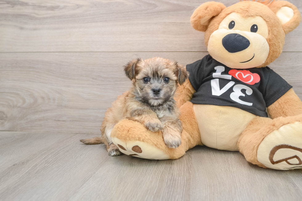 Playful Yortese Designer Puppy