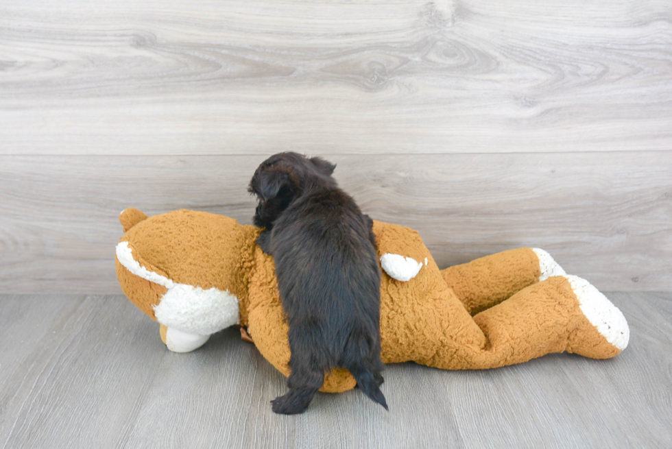 Morkie Pup Being Cute