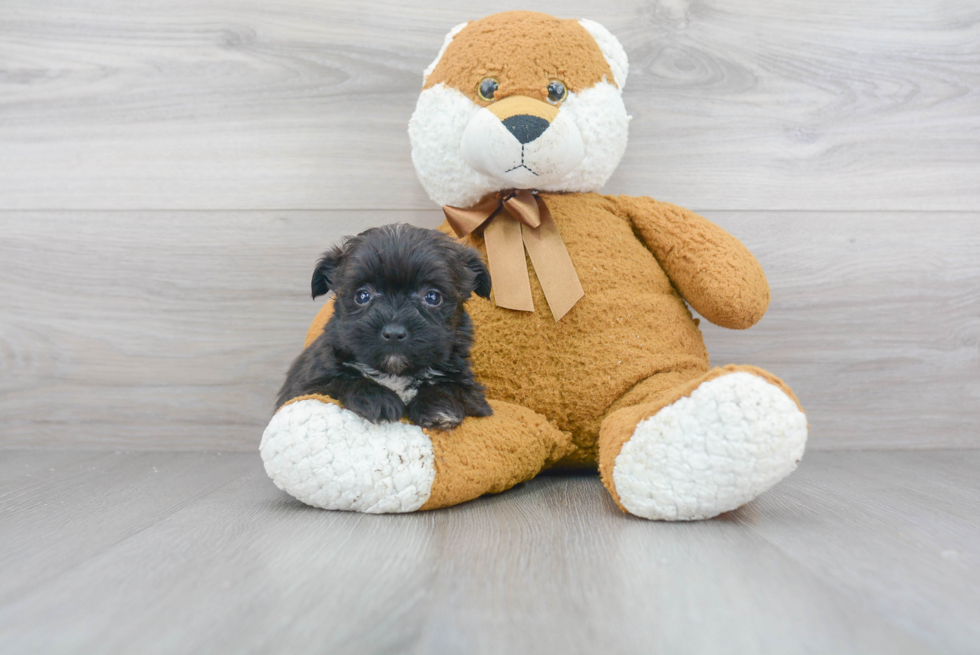 Popular Morkie Designer Pup