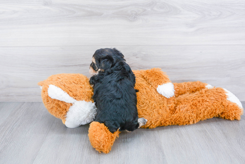 Morkie Puppy for Adoption