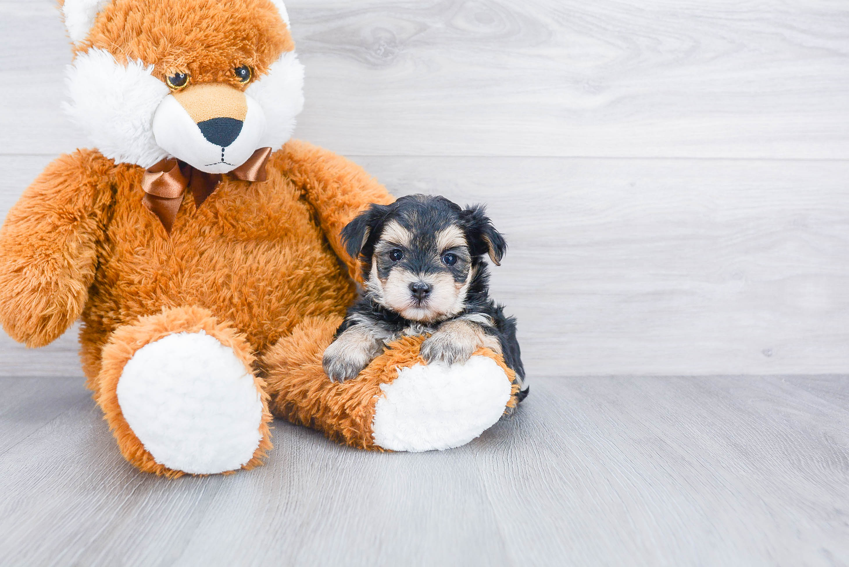 Little Yorkie Designer Puppy