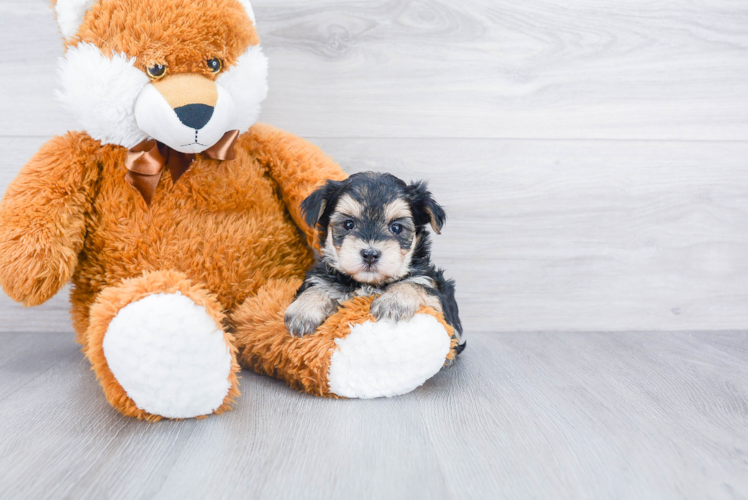 Little Yorkie Designer Puppy