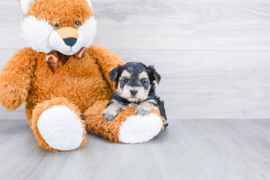 Little Yorkie Designer Puppy