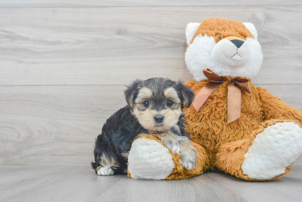 Morkie Pup Being Cute