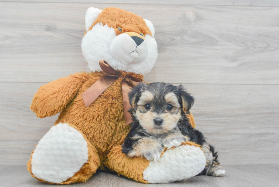 Funny Morkie Designer Pup
