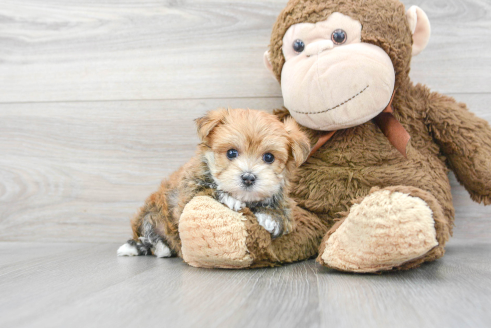 Morkie Puppy for Adoption