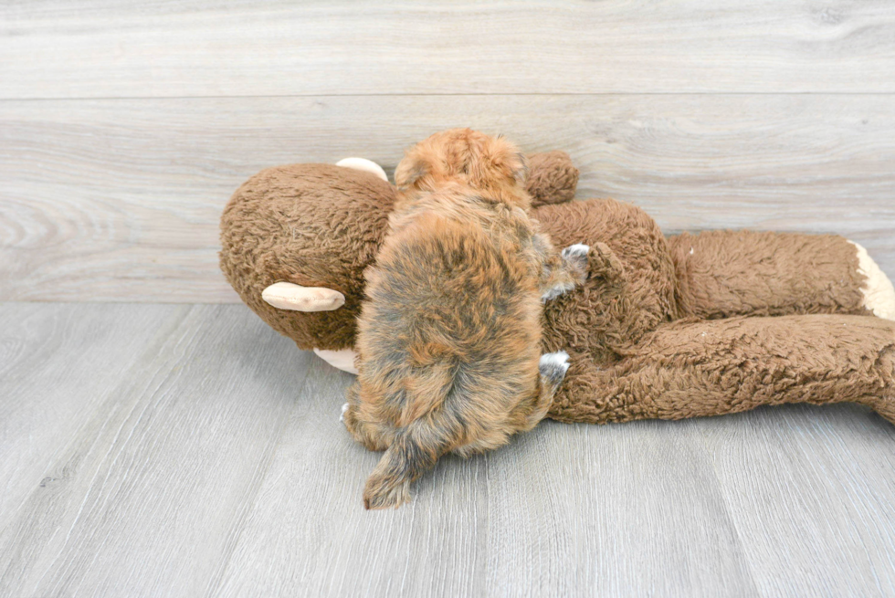 Morkie Puppy for Adoption