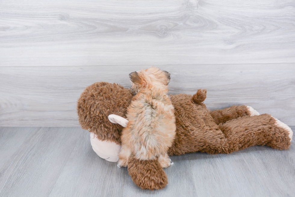 Morkie Puppy for Adoption