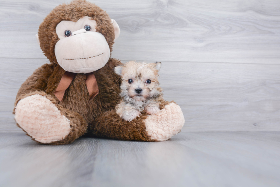 Popular Morkie Designer Pup