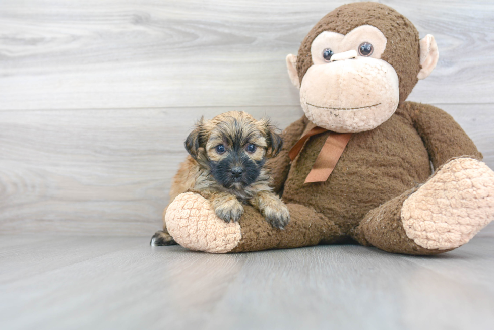 Playful Yorkie Designer Puppy