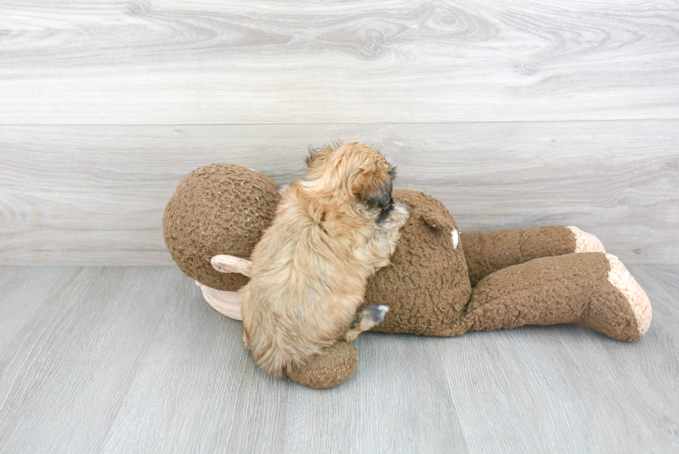 Morkie Puppy for Adoption