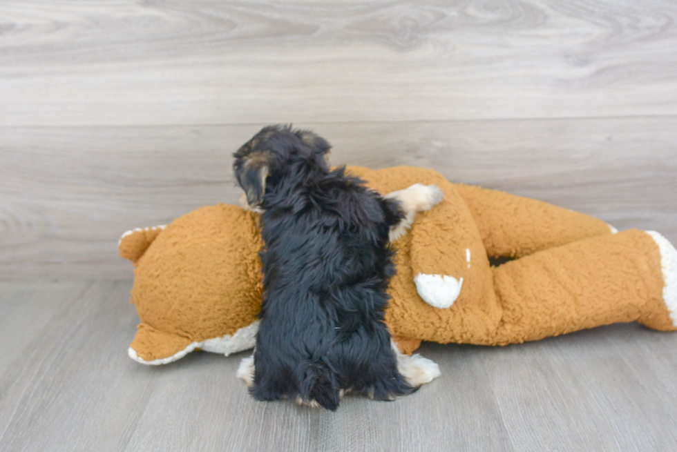 Morkie Puppy for Adoption