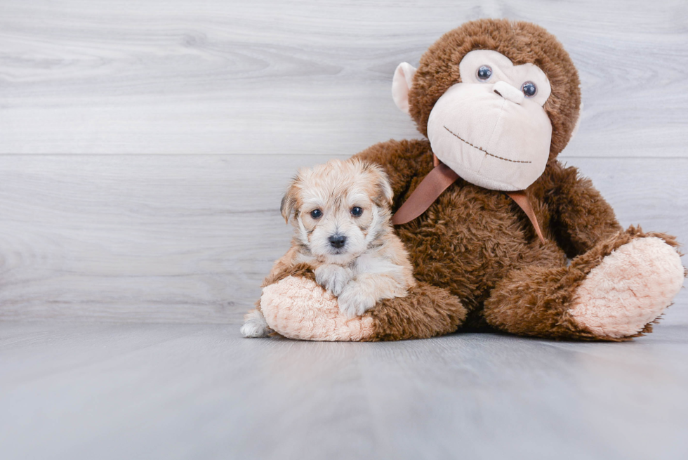 Happy Morkie Baby
