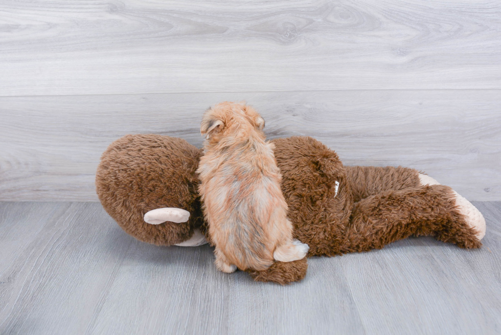 Playful Yorkie Designer Puppy