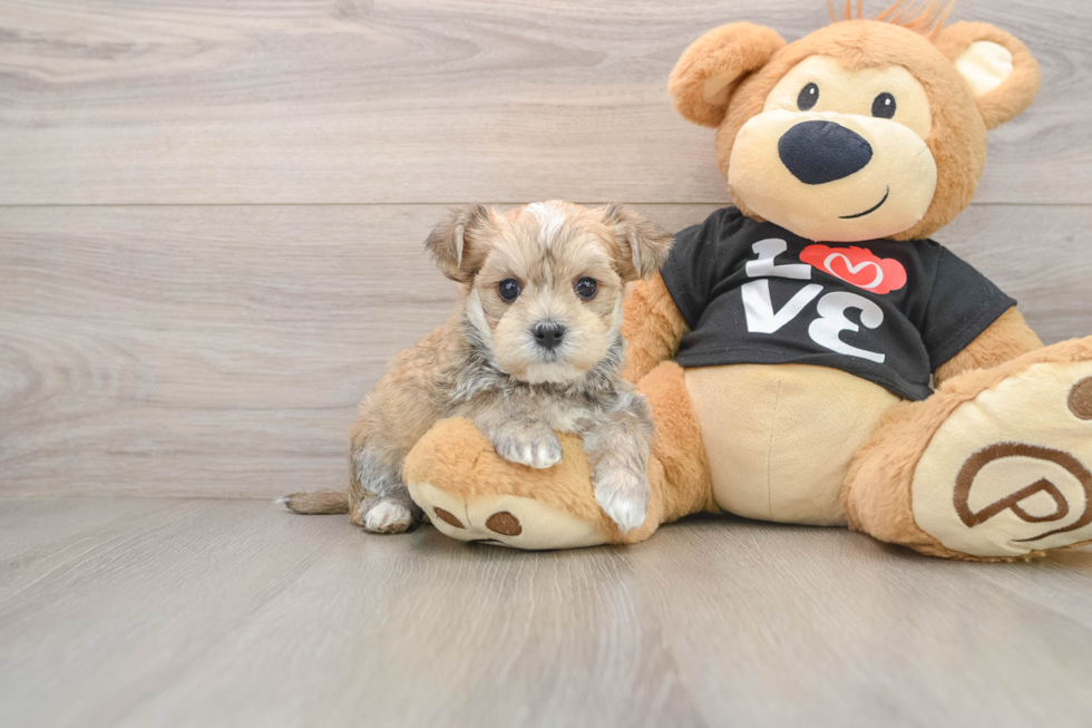 Friendly Morkie Baby