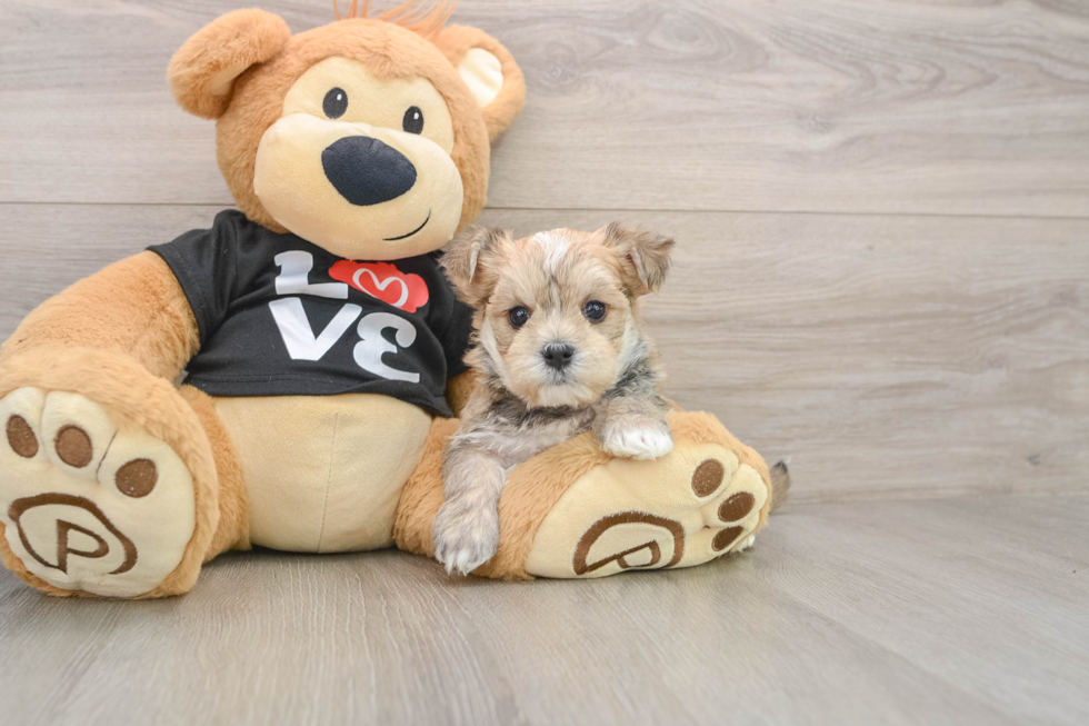 Morkie Puppy for Adoption